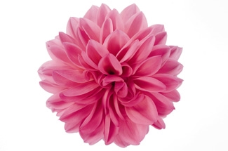 Dahlia Dark Pink Variety Thumbnail.jpg